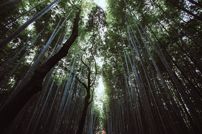 7 Fun Facts About the Arashiyama Bamboo Forest in Kyoto, Japan